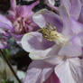 Purple Blooms