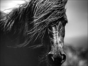 Black Horse