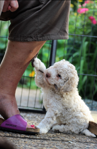 Italian water dog deals