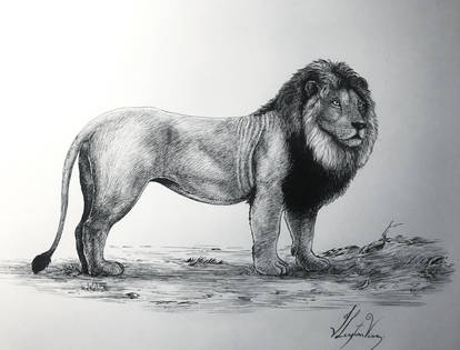 Lion