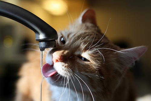 Asiek the sink pirate