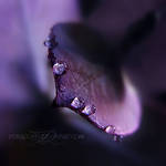 purple rain by ivadesign