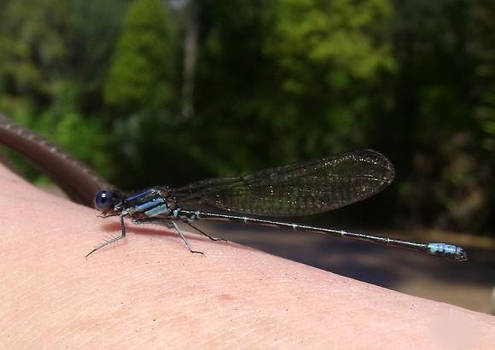 Damselfly