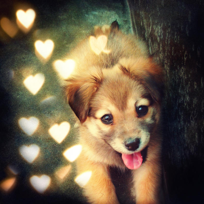 fluffy puppy by beorange
