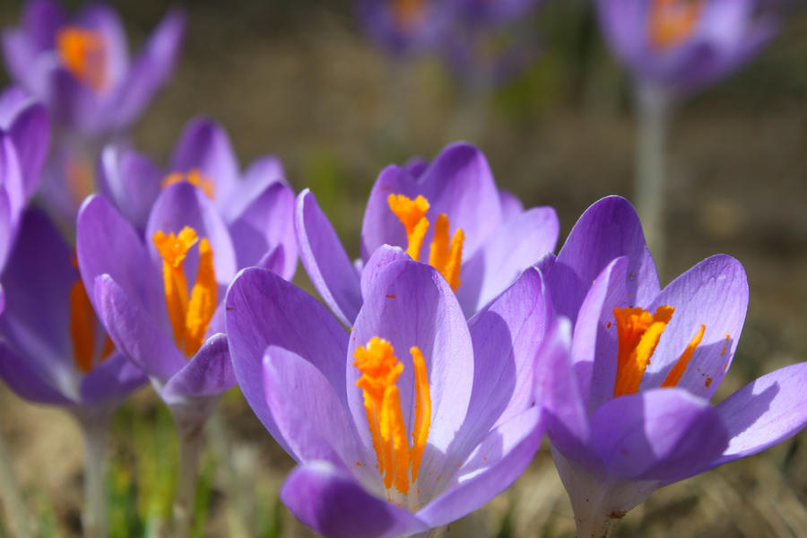Crocuses in Bloom by katseyecreations on DeviantArt