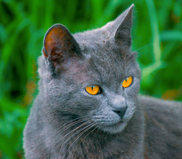 Alì