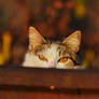 I feel watched...