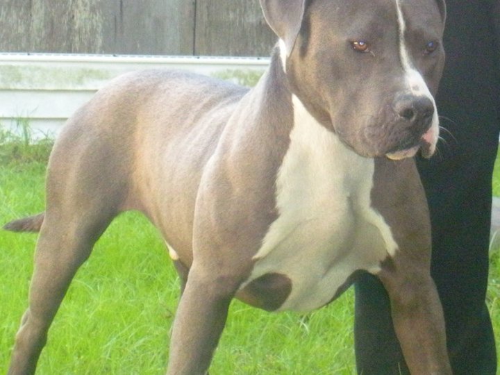 Pitbull Stock7