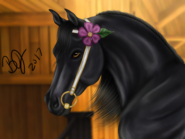 SSO black arabian