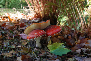 Fly Amanita