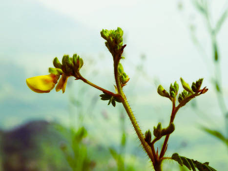 Flower Plant