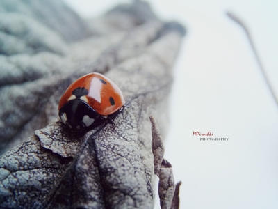 Ladybug No.3