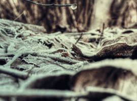 Mystical soil of winter forest