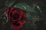 Rose by Piroshki-Photography