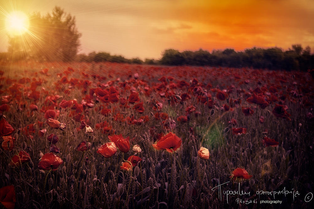 Sunny poppies by Piroshki-Photography