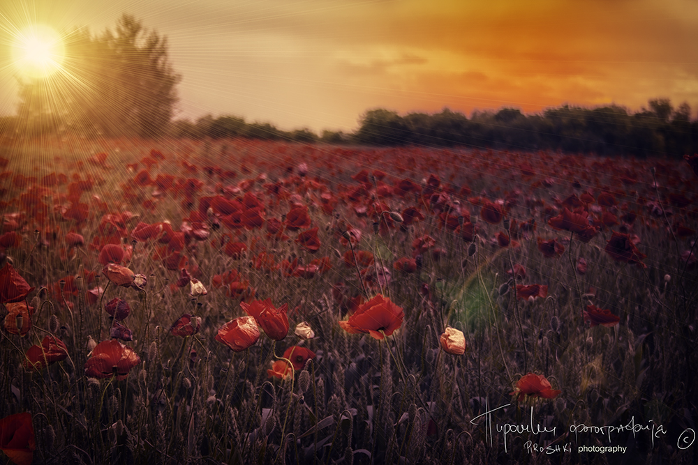 Sunny poppies