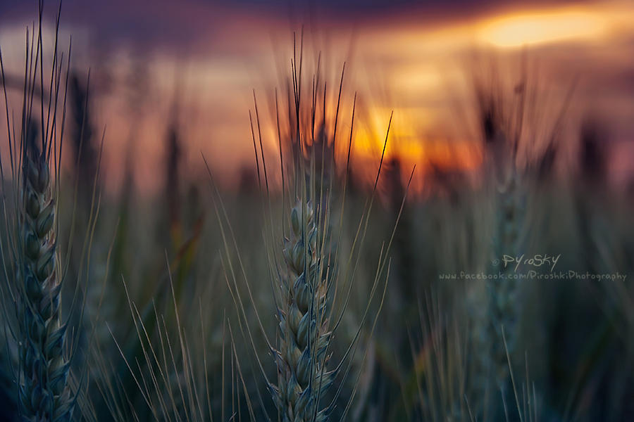 Rise of an army by Piroshki-Photography