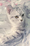 Kitten inside the pastel world by Piroshki-Photography
