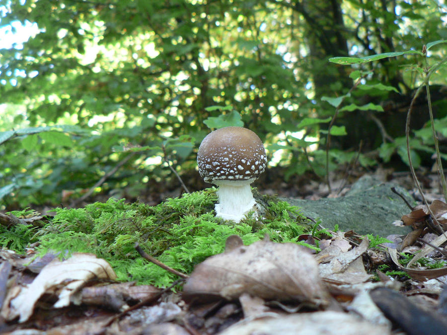 Amanita