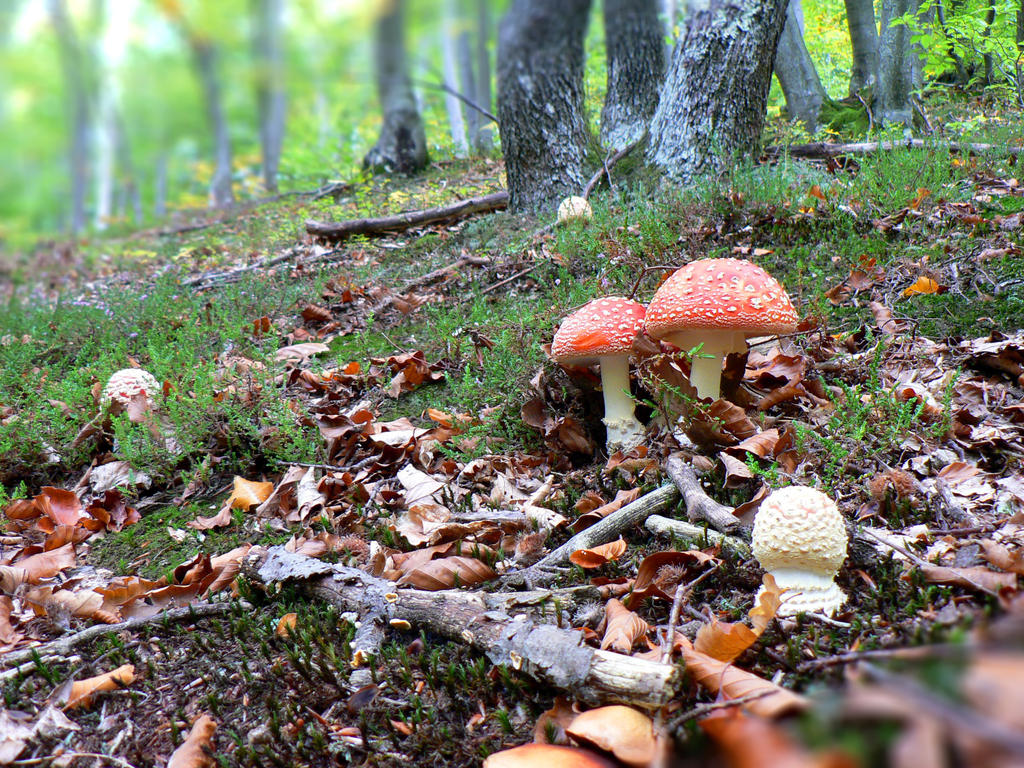 Decoration of nature  -Amanita muscaria