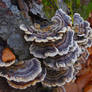 Trametes versicolor