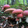 Amanita muscaria