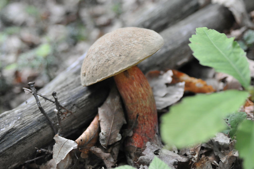 Boletus calopus by mladen10 on DeviantArt