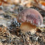 Boletus Pinicola