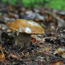 Rainy bolete