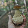 Boletus edulis var. arenarius