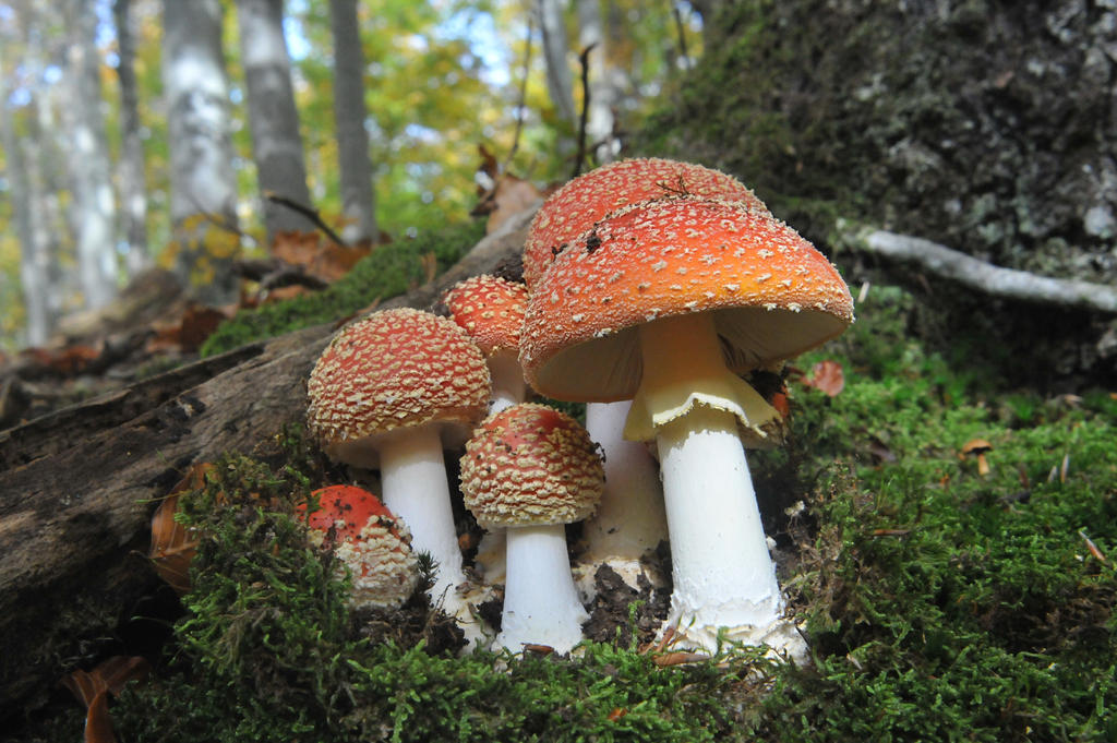 Amanita muscaria