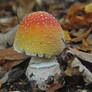 Amanita muscaria