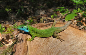 Lacerta viridis