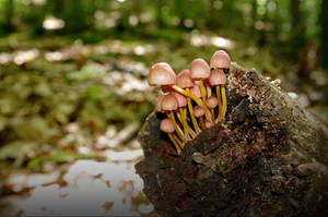 Mycena Renati