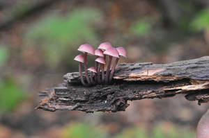 Mycena haematopus