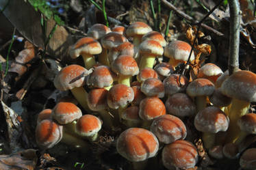 Hypholoma lateritium