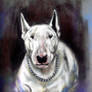 English Bull Terrier