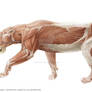 Lion anatomy 2