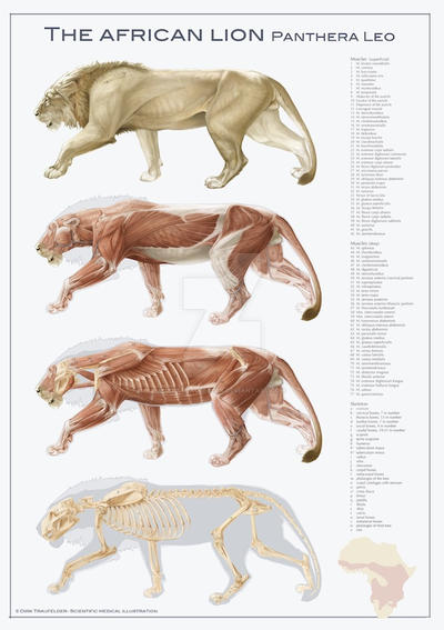 Lion Anatomy By DirkTraufelder On DeviantArt lion-anatomy-by-dirktraufelder-on-deviantart