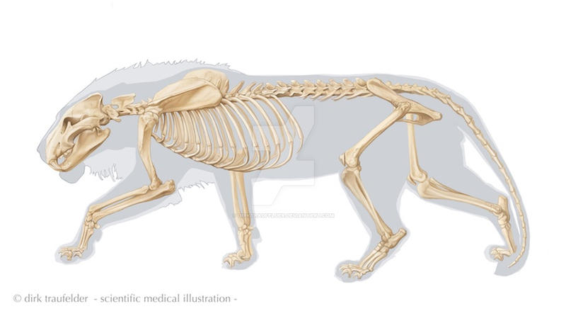 lion anatomy 4 by DirkTraufelder on DeviantArt