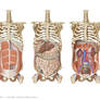 human trunk anatomy