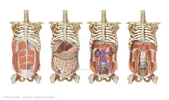 human trunk anatomy