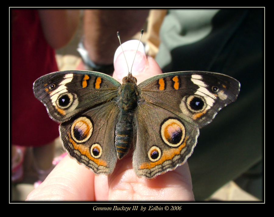 Common Buckeye III 9027