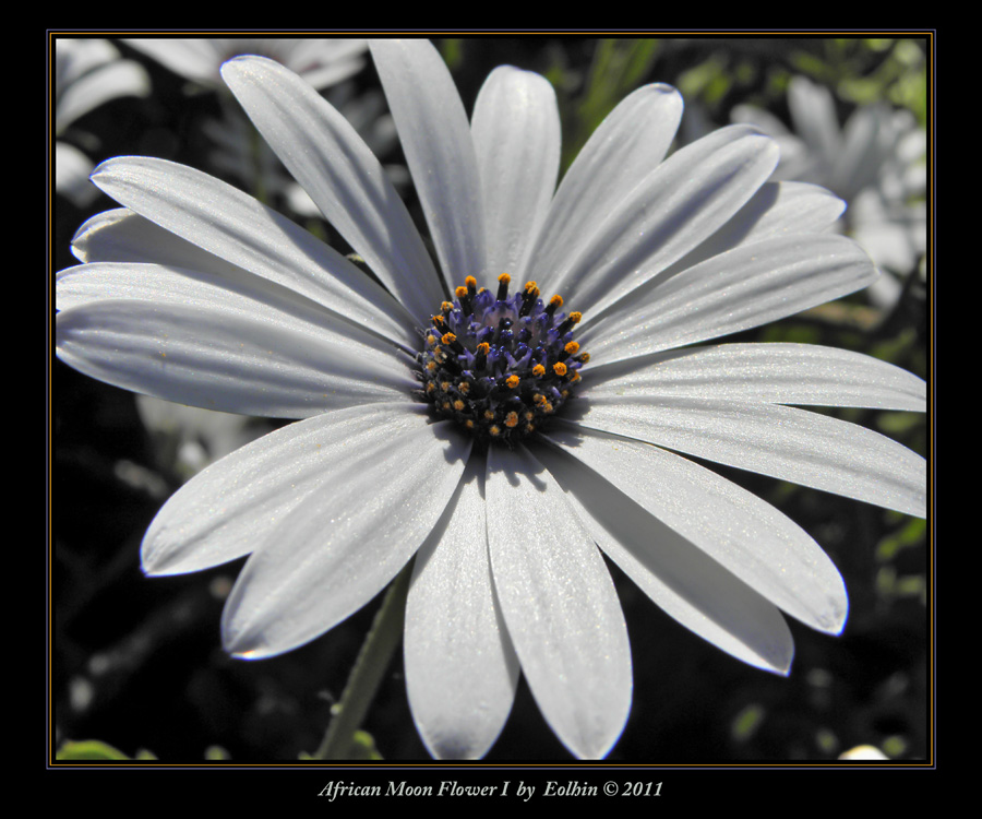 African Moon Flower I