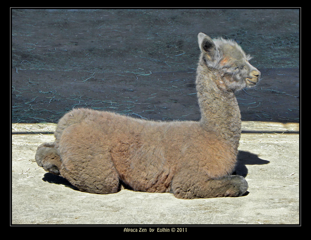 Alpaca Zen