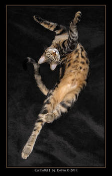 Cat Ballet I