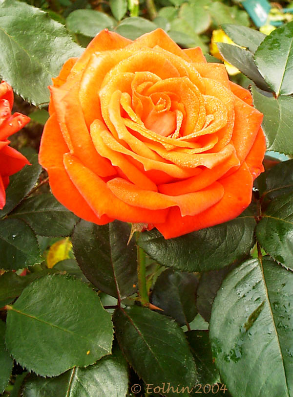 Orange Rose 140