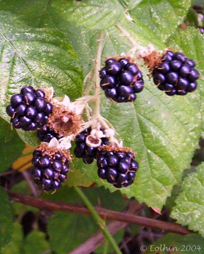 Blackberries 055