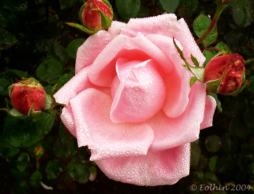 Cotton Candy Rose w. Buds 037