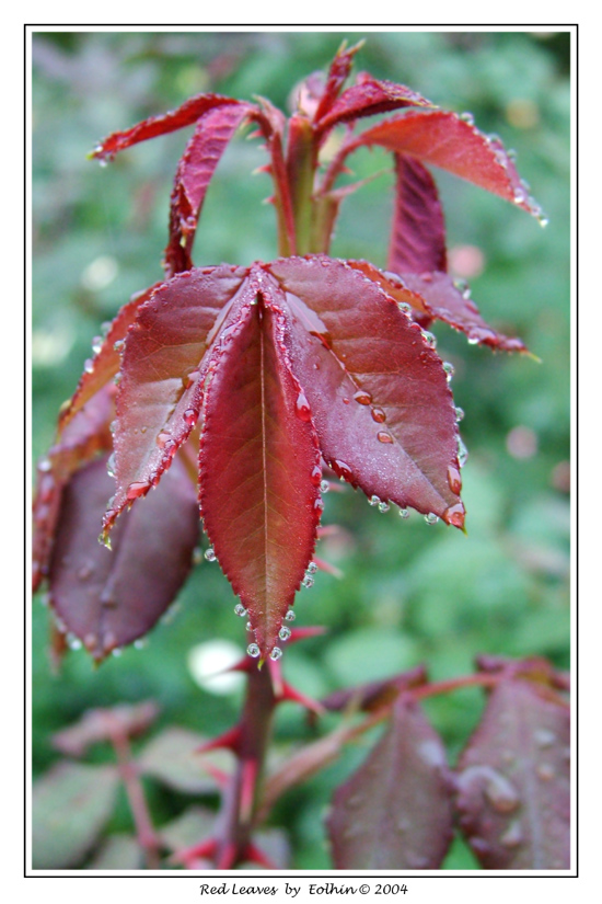 Red Leaves 033